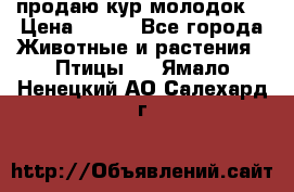 продаю кур молодок. › Цена ­ 320 - Все города Животные и растения » Птицы   . Ямало-Ненецкий АО,Салехард г.